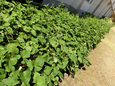 Cimg0409