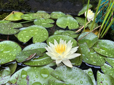 Image2